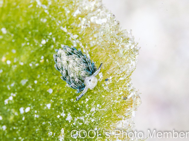 ウサギモウミウシ