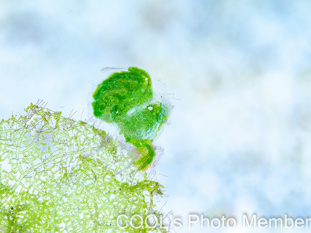 フィコカリス・シムランス