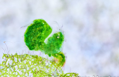 フィコカリス・シムランス