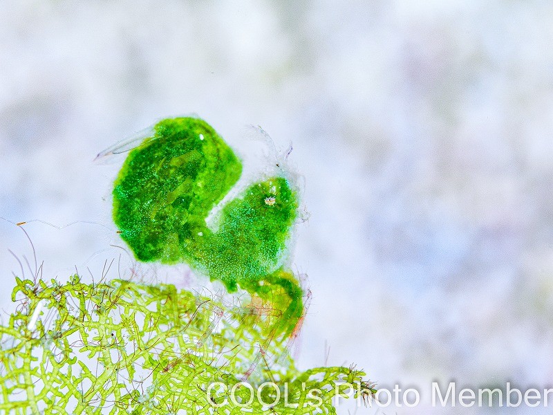 フィコカリス・シムランス