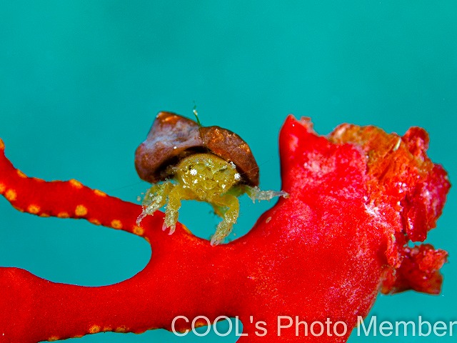 カイカムリの仲間