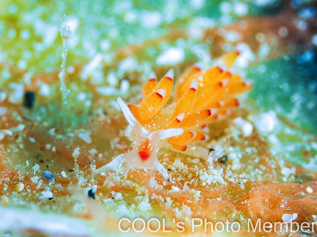 シロタエミノウミウシ属の一種75