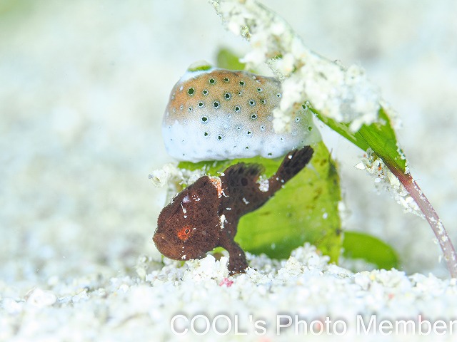 カエルアンコウの幼魚