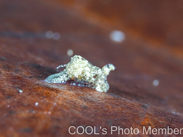 マメツブウミコチョウ