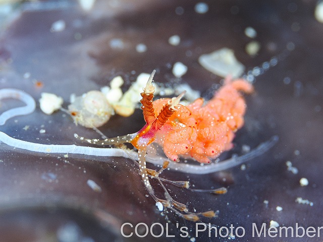 ウツセミミノウミウシ