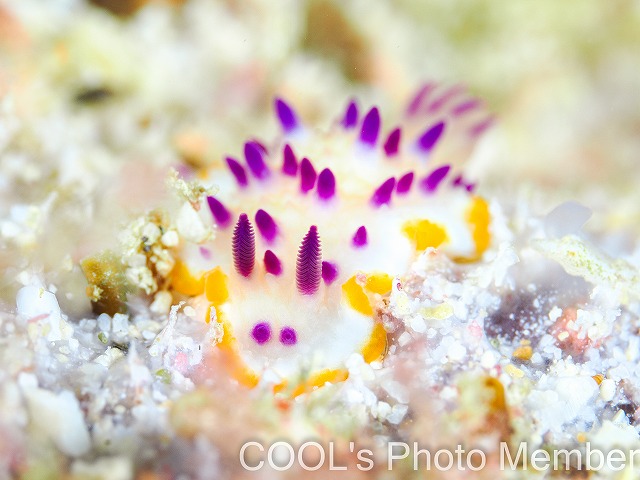 レンゲウミウシ