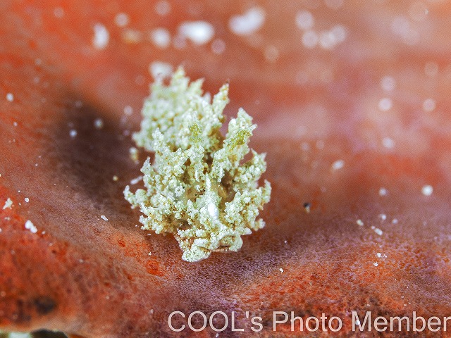 カラジシウミウシ