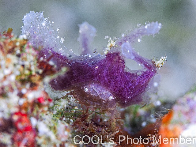 カイカムリの仲間