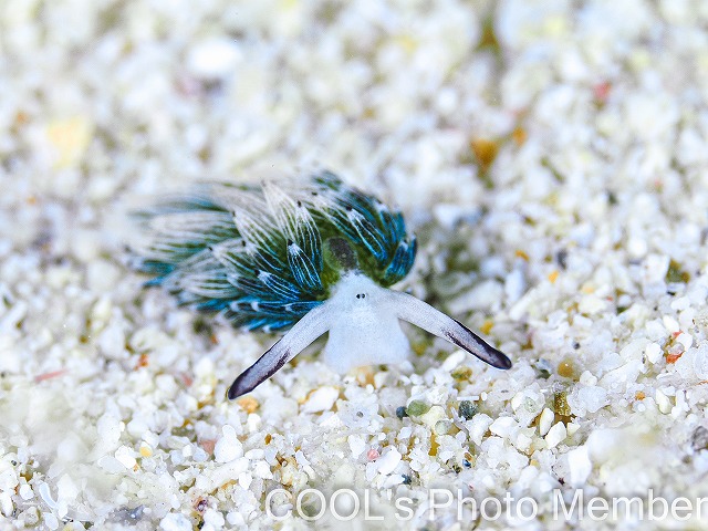 ウサギモウミウシ