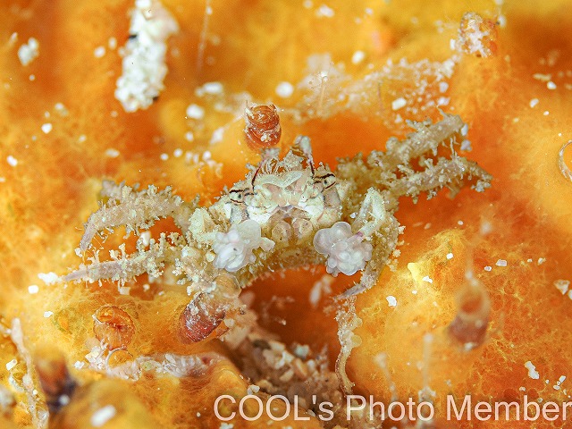 ヒメキンチャクガニ