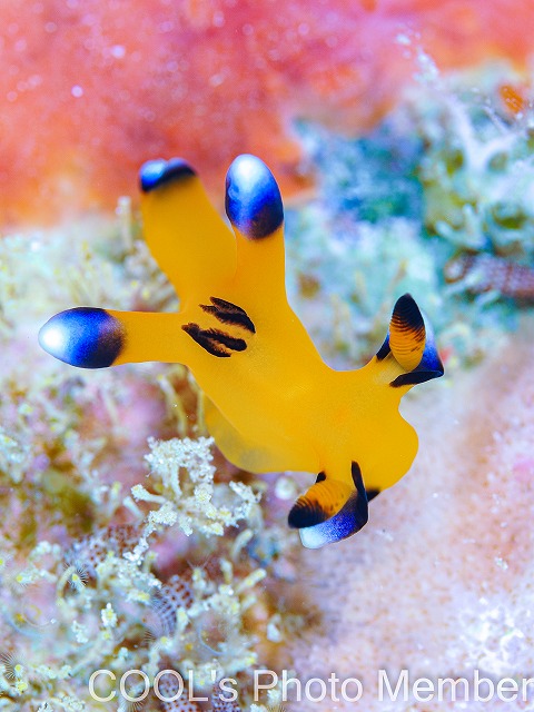 ウデフリツノザヤウミウシ