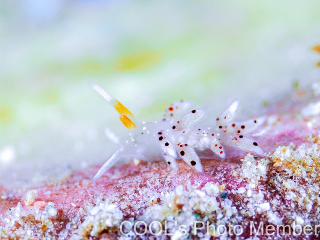 クサマミノウミウシ