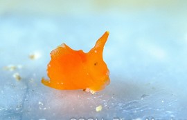 クコノミウミコチョウ