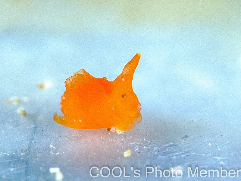 クコノミウミコチョウ