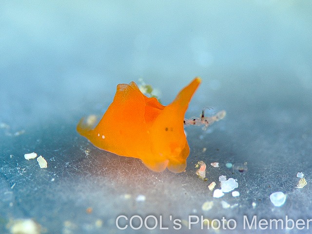クコノミウミコチョウ
