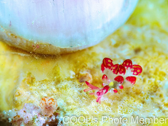 カノコウロコウミウシ