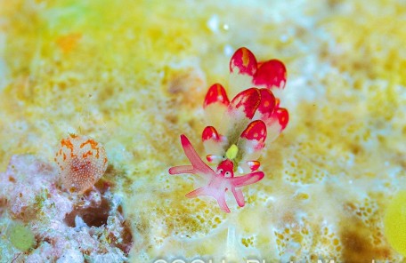 カノコウロコウミウシ