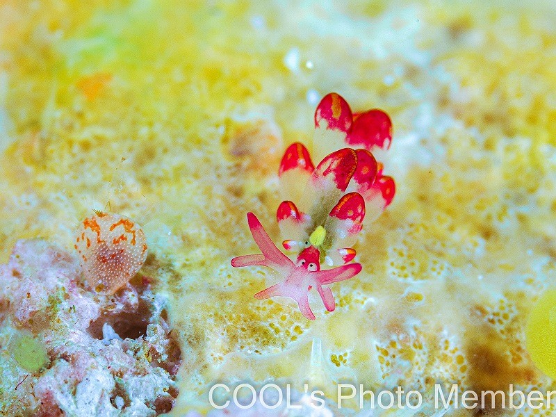 カノコウロコウミウシ