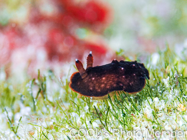 ホンクロシタナシウミウシ