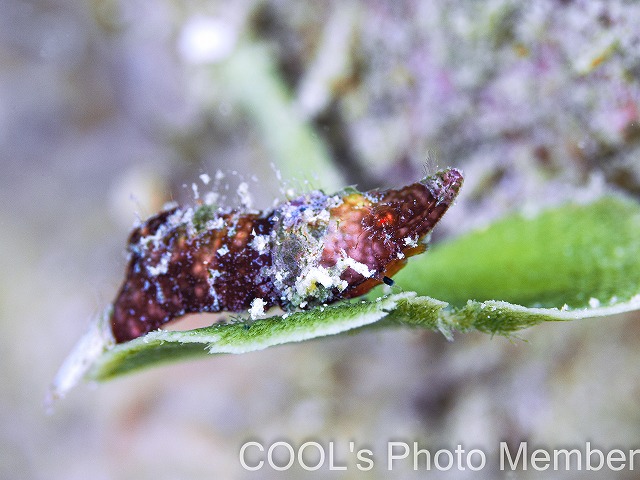 ラトレウテス・ビコルニス