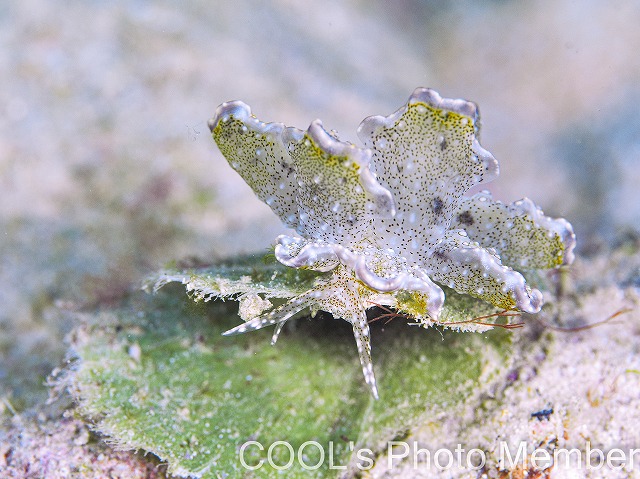 ハナビラウロコウミウシ