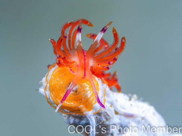 アンヘルミノモドキ