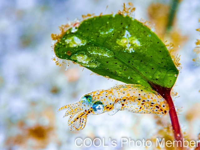リュウキュウヒメイカ