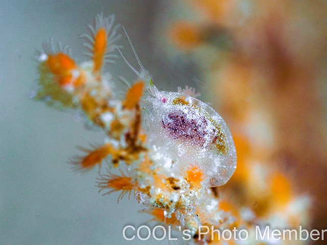 ヨコエビの仲間