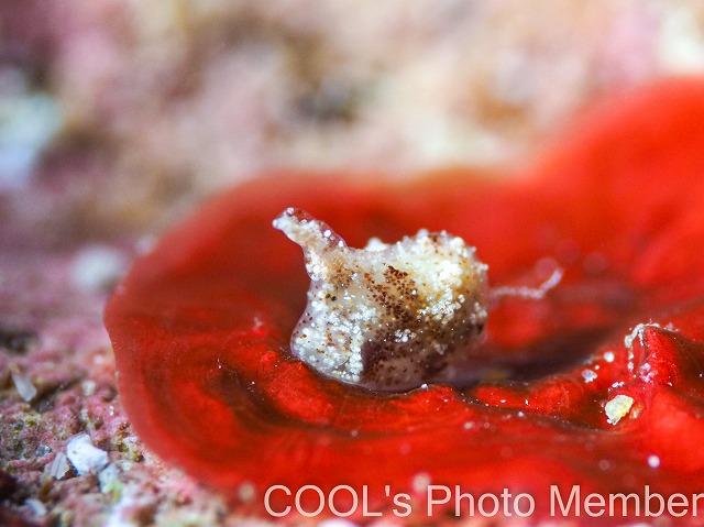 マメツブウミコチョウ