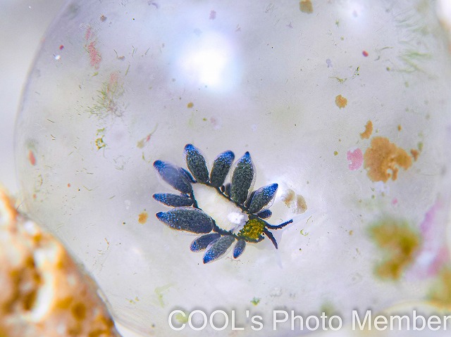 エルコラニア・エンドフィトファガ