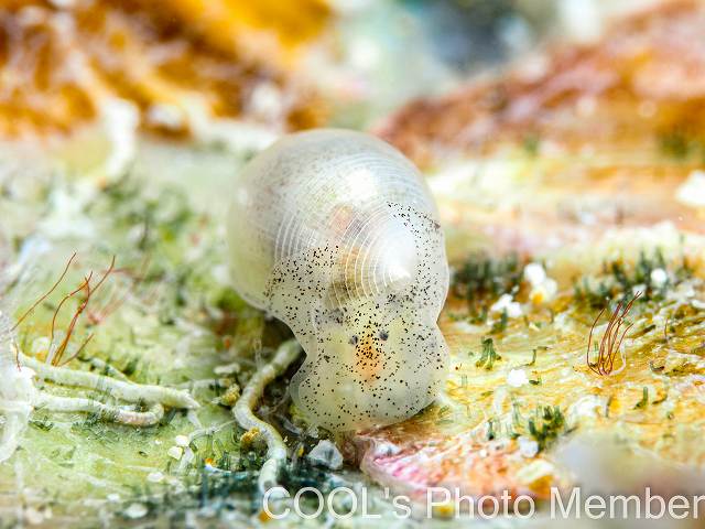 コクテンタマゴガイ