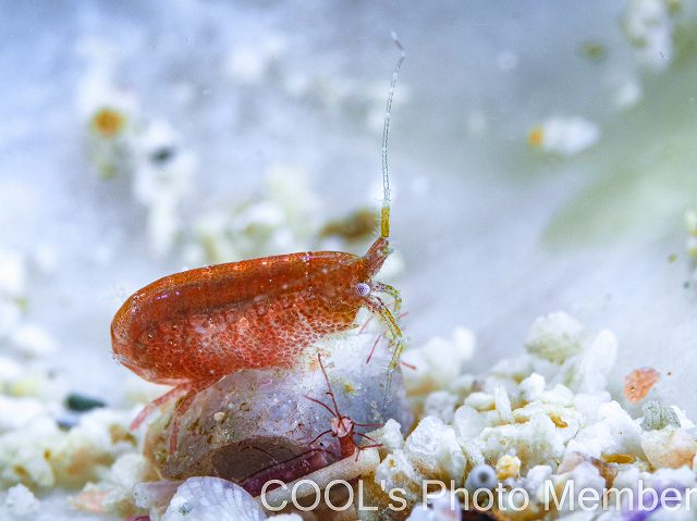 ヨコエビの仲間