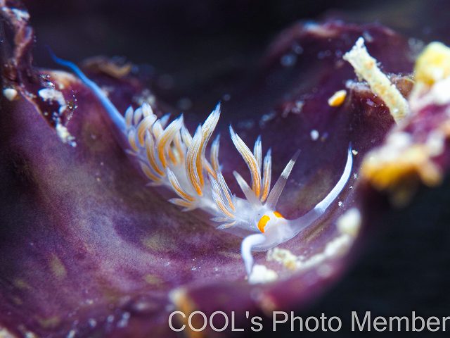 ニセハクセンミノウミウシ