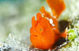 カエルアンコウの幼魚