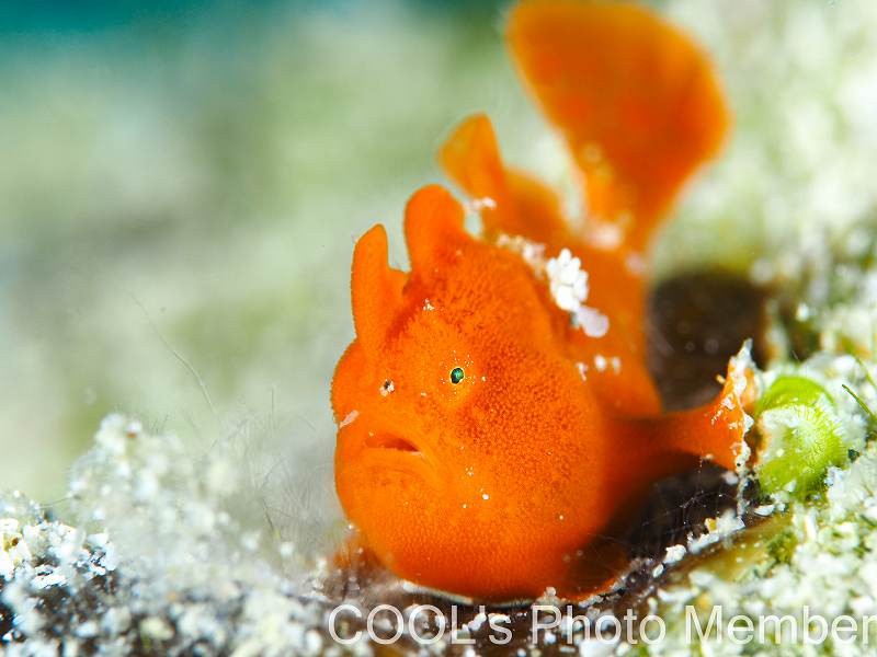 カエルアンコウの幼魚