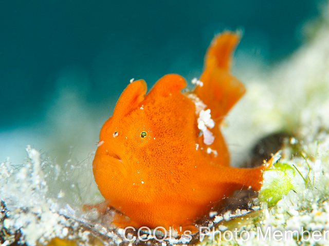 カエルアンコウの幼魚