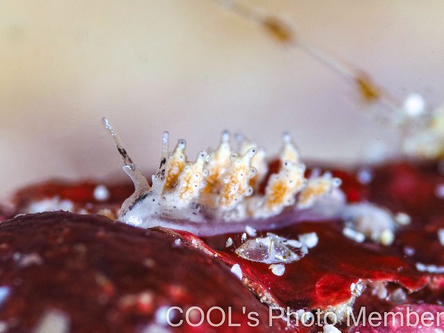 オキナワシロマツカサウミウシ