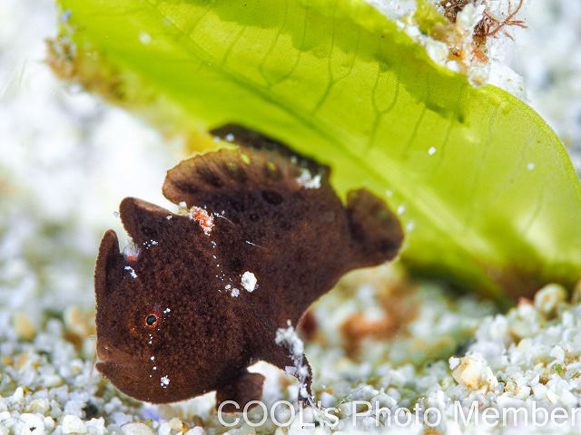 カエルアンコウの幼魚
