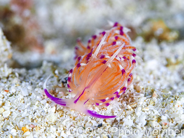 ユニデンティア・アリシャアエ