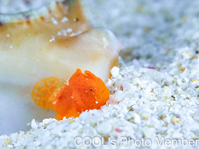 カエルアンコウの幼魚