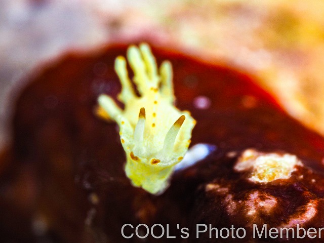 コトヒメウミウシ属の一種18