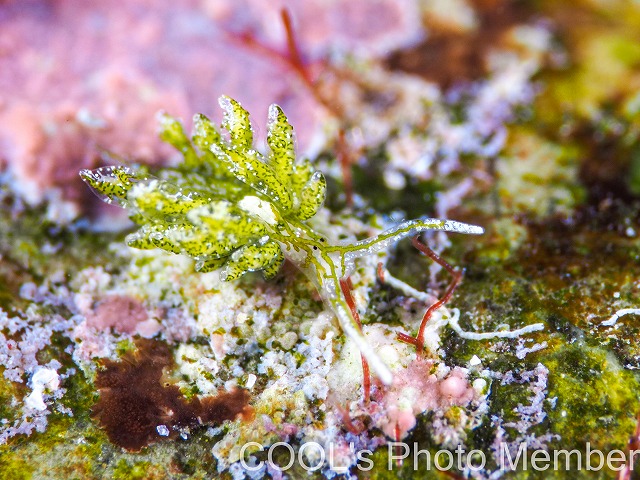 アリモウミウシ属の一種7