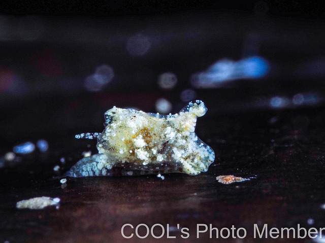 マメツブウミコチョウ