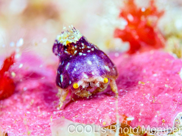 カイカムリの仲間