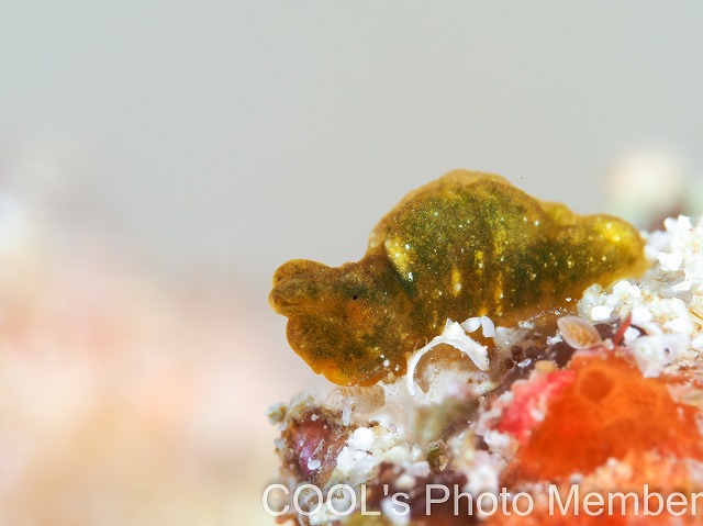 シャクトリミドリガイ