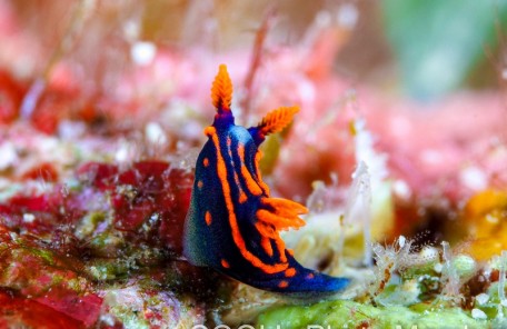 トウモンリュウグウウミウシの幼体