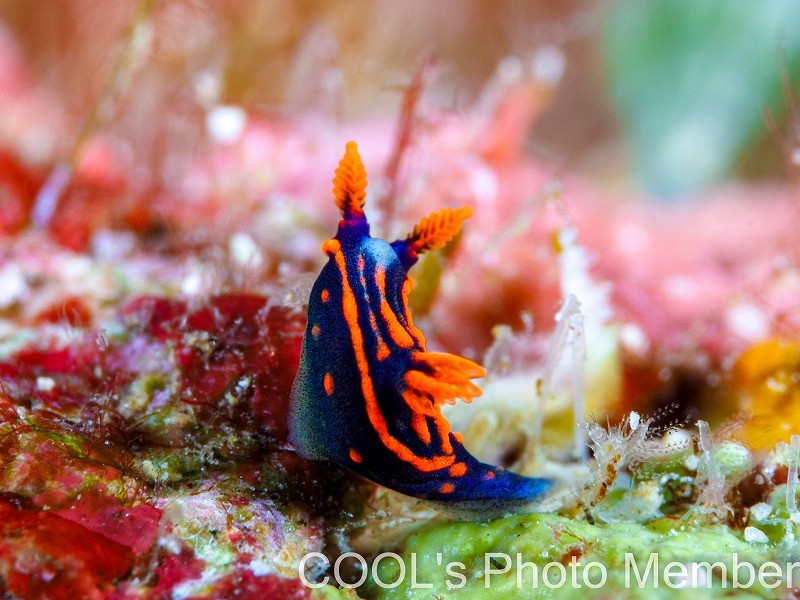 トウモンリュウグウウミウシの幼体