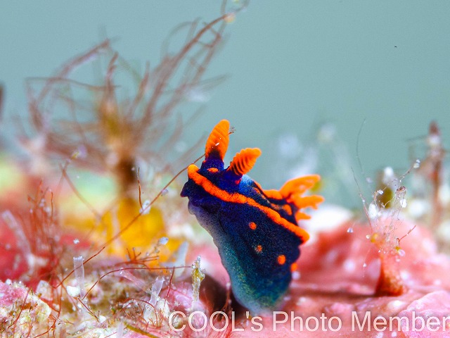 トウモンリュウグウウミウシの幼体