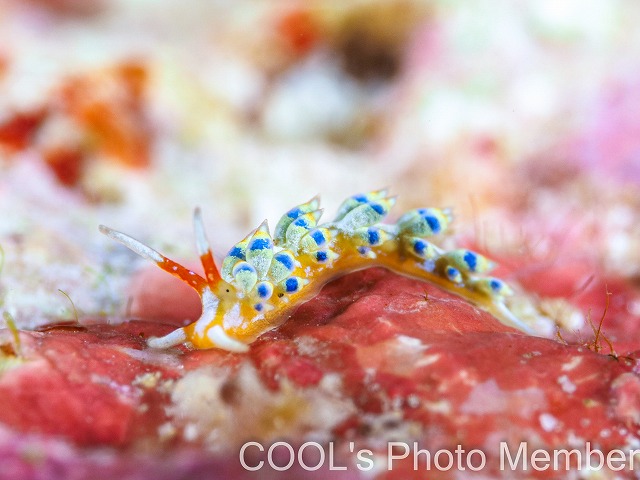 アオセンミノウミウシ