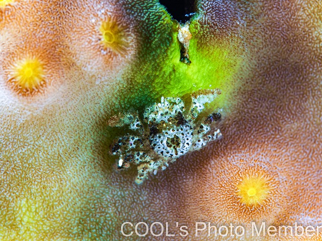 アシビロサンゴヤドリガニSP